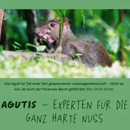 Man sieht ein Agutis mit einer Nuss.