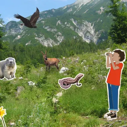 Ein illustriertes Kind steht mit einem Fernglas auf einer Wiese am Hang. Um das Kind herum sind verschiedene Tiere abgebildet. Im Hintergrund sind die Abhänge eines Berges zu sehen.