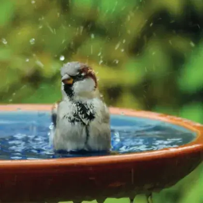 Spatz im Wasser