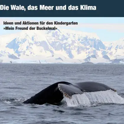 Die Flosse eines Wals schaut aus dem Wasser, dahinter ein Eisberg