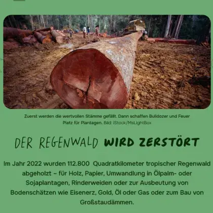 Man sieht einen gefällten Baumstamm.