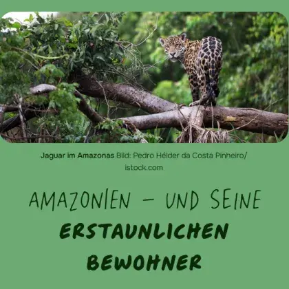 Man sieht einen Jaguar auf einem Baum stehen.
