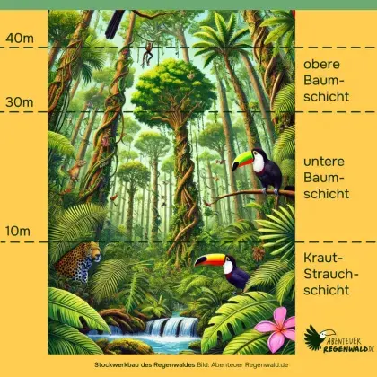 Man sieht den Aufbau des Regenwalds mit seinen Baumschichten.