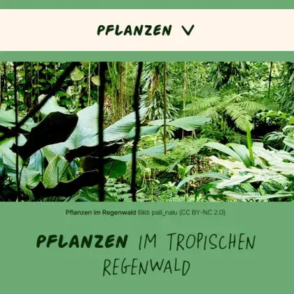 Man sieht ein Bild von Pflanzen im Regenwald.