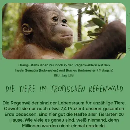 Man sieht eine Übersicht der Seite und ein Foto von einem Affen.