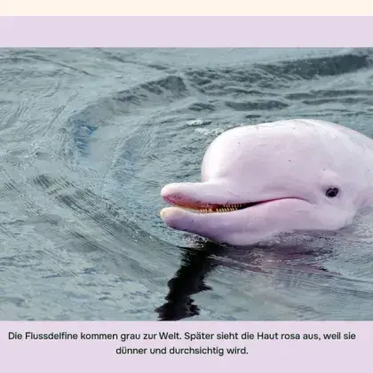 Man sieht ein Foto von einem Delfin.
