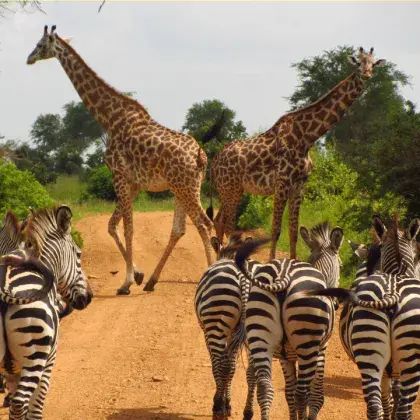 Zebras und Giraffen