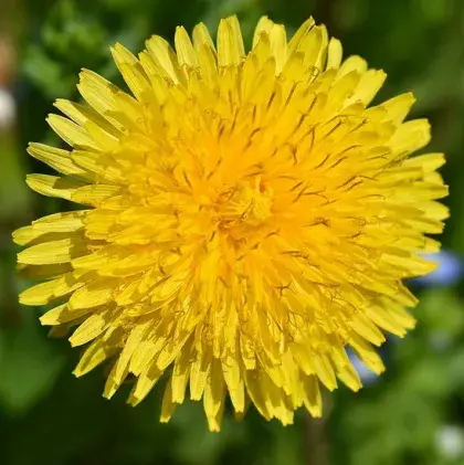 Löwenzahnblüte