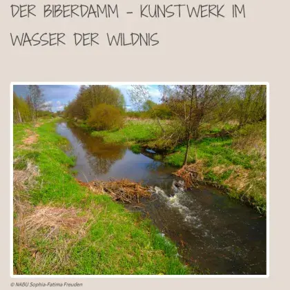 Bach mit Damm