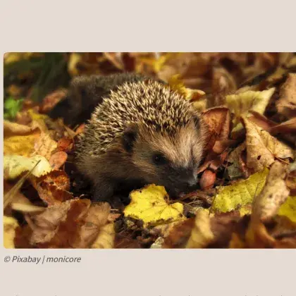 Igel