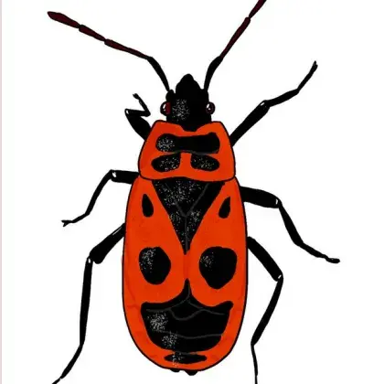 Feuerkäfer
