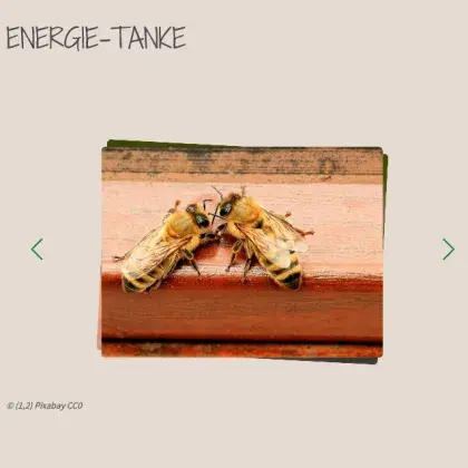 Bienen