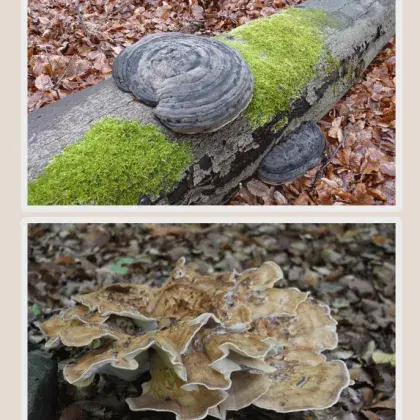Pilze