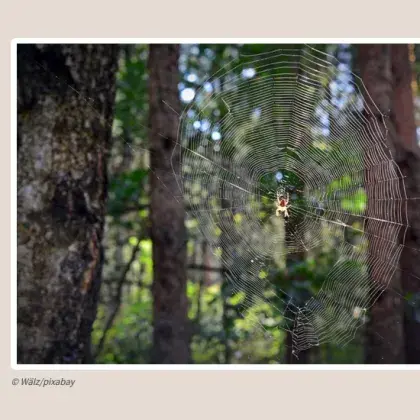 Spinnennetz