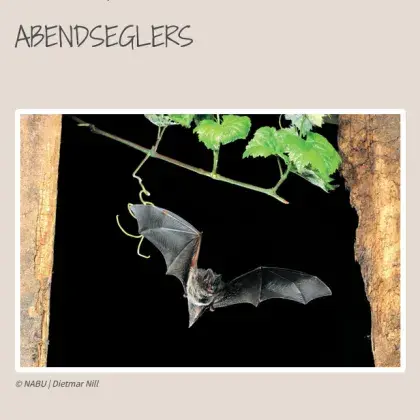 Fledermaus im Flug