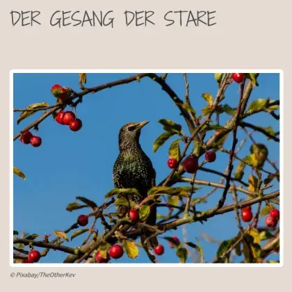 Star im Kirschbaum