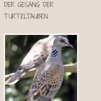 Turteltauben