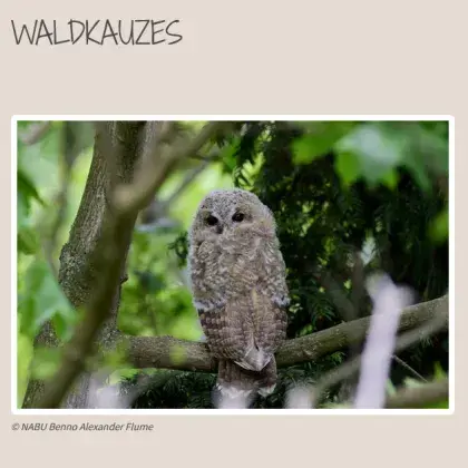 Waldkauz