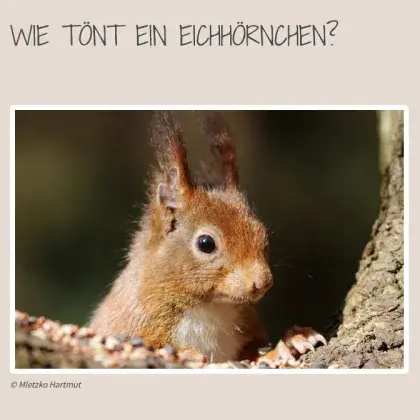 Eichhörnchen