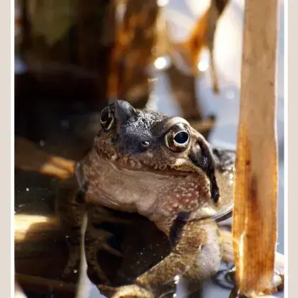 Grasfrosch