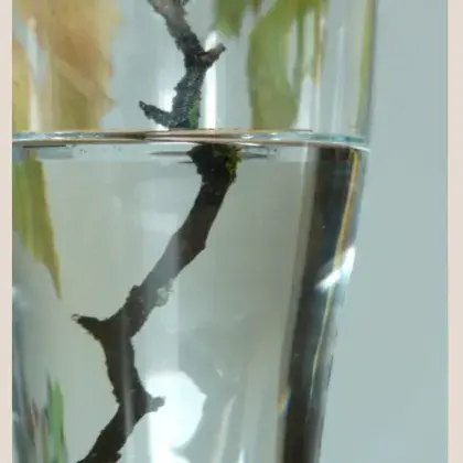 Ast in Wasserglas