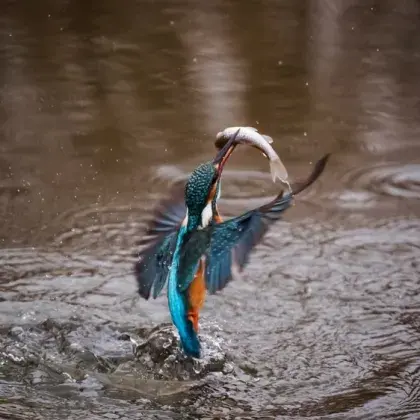 Eisvogel
