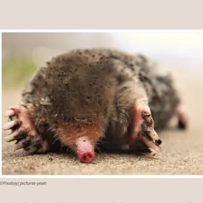 Maulwurf