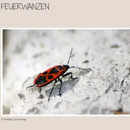 Feuerkäfer