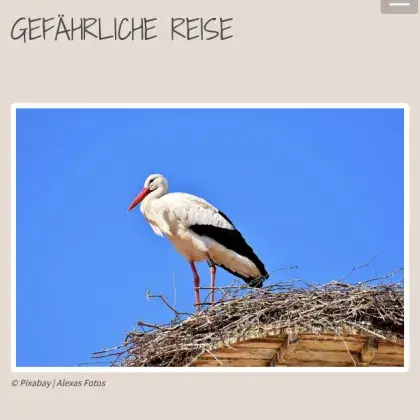 Storch auf Nest