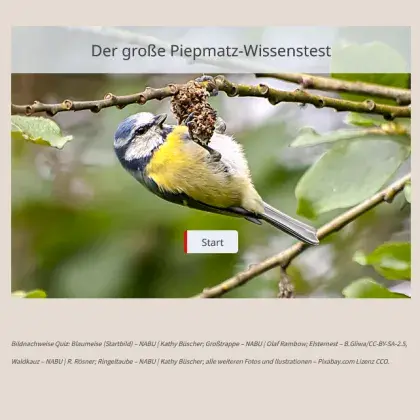 Blaumeise