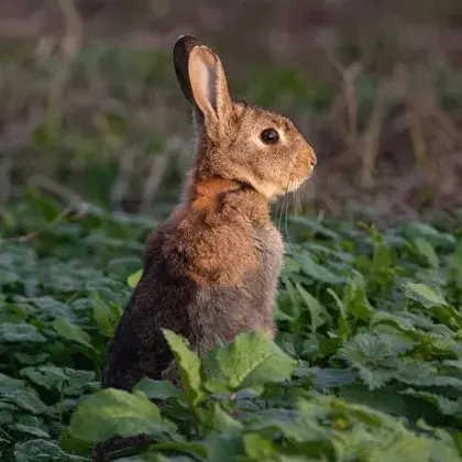 Man sieht einen Hasen im Wald.