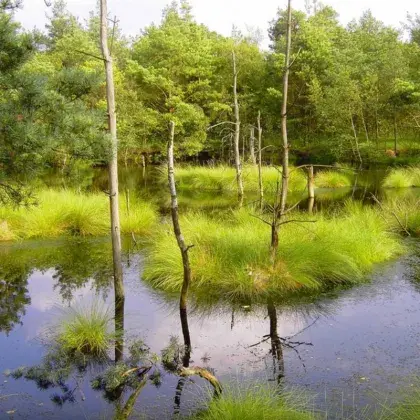 Man sieht eine Landschaft mit Bäumen und einem Gewässer.