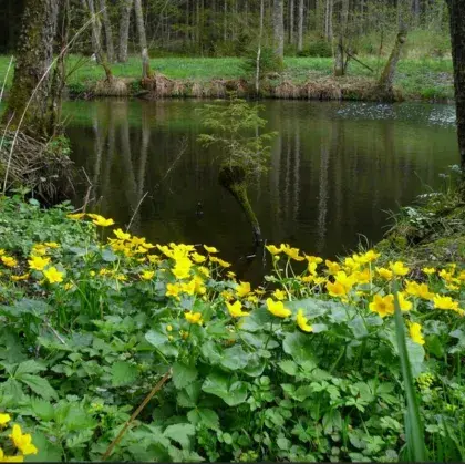 Man sieht Pflanzen vor einem See.