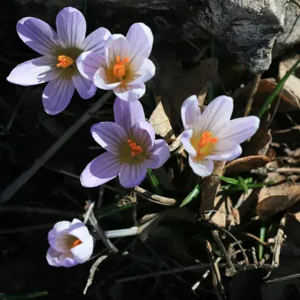 Man sieht eine blühende Blume.