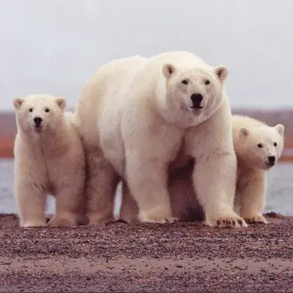 Man sieht drei Eisbären.