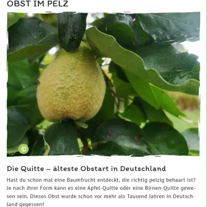 Man sieht ein Foto einer Quitte.