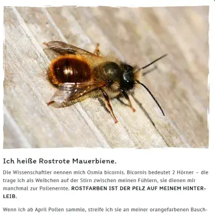 Man sieht ein Foto einer Biene.