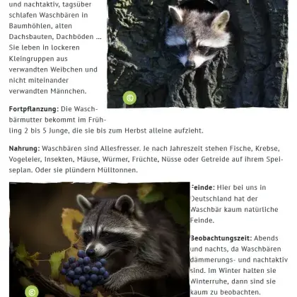 Man sieht Fotos von Waschbären.