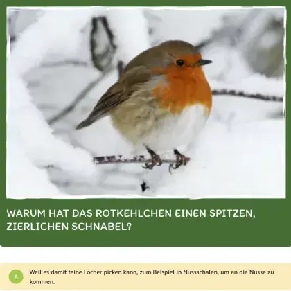 Man sieht einen Teil des Quiz und einen Vogel im Schnee.