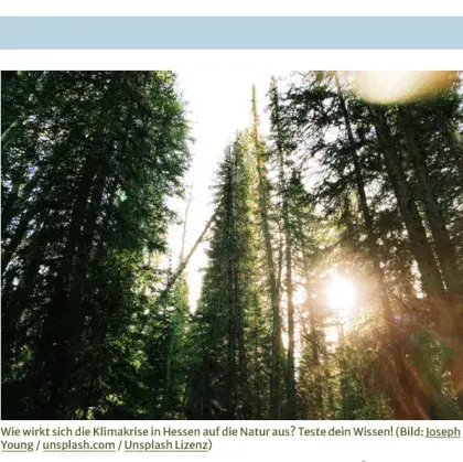 Man sieht ein Foto von einem Wald.