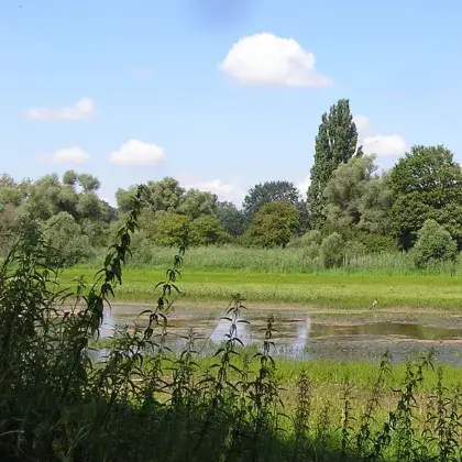 Man sieht eine Wiese mit einem kleinen Teich.