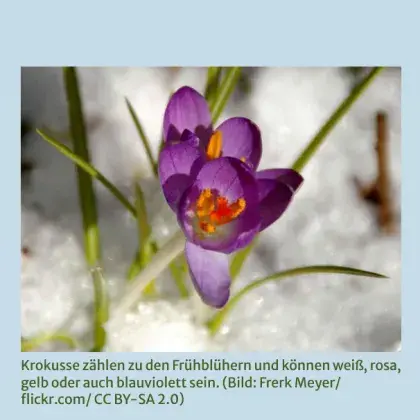 Man sieht einen blühenden Krokus im Schnee.