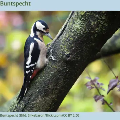 Man sieht ein Foto von einem Buntspecht.