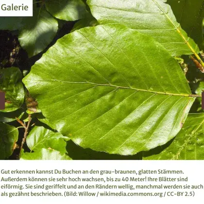 Man sieht ein grünes Blatt.
