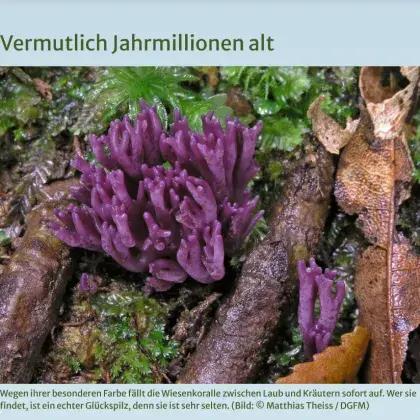 Man sieht ein Bild von einem lila Pilz.
