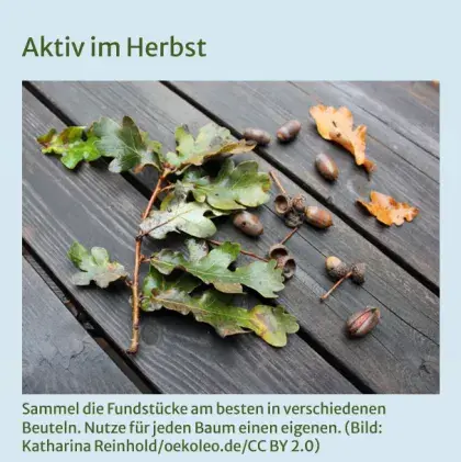 Man sieht Laub und Eicheln.