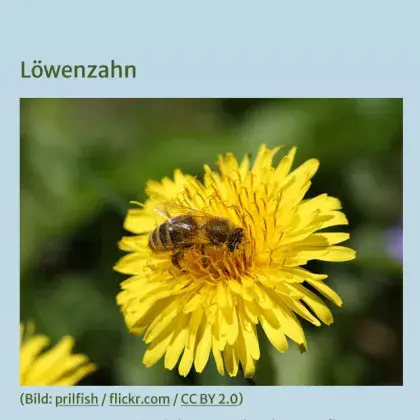 Man sieht einen Löwenzahn.