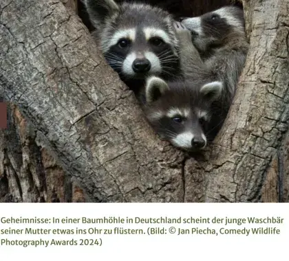 Man sieht Waschbären.