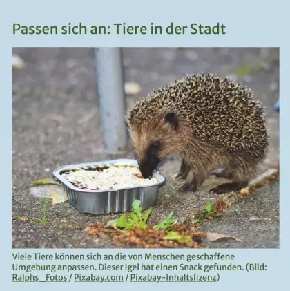 Man sieht einen Igel, der aus einer Plastikschale isst.