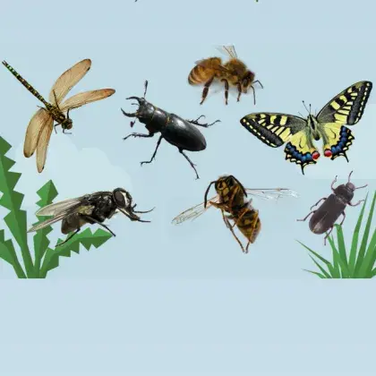 Man sieht einen Ausschnitt aus dem Video mit Insekten.